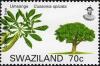 Colnect-1696-643-Common-Cabbage-tree-Cussonia-spicata.jpg