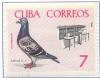 Colnect-2506-598-Domestic-Pigeon-Columba-livia-forma-domestica-Supplied-Pi.jpg