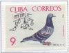 Colnect-2506-599-Domestic-Pigeon-Columba-livia-forma-domestica-Pigeons-in-.jpg