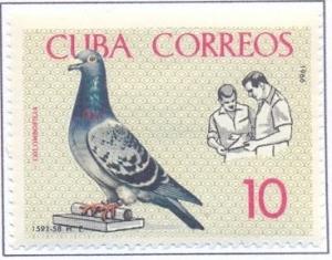 Colnect-2506-600-Domestic-Pigeon-Columba-livia-forma-domestica-Pigeon-fFan.jpg
