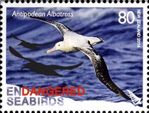 Colnect-2618-763-Antipodean-Albatros-Diomedea-antipodensis.jpg