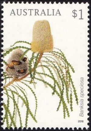 Colnect-4950-474-Banksia-speciosa.jpg
