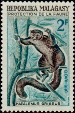 Colnect-844-414-Eastern-Lesser-Bamboo-Lemur-Hapalemur-griseus.jpg
