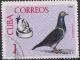 Colnect-1179-014-Domestic-Pigeon-Columba-livia-forma-domestica-Nesting-Dis.jpg