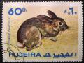 Colnect-2380-359-European-Rabbit-Oryctolagus-cuniculus.jpg
