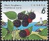 Colnect-2822-718-Black-Raspberry---Rubus-leucodermis.jpg
