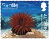 Colnect-6440-760-Beadlet-Anemone.jpg