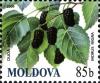 Colnect-730-668-Mulberry-Morus-nigra.jpg