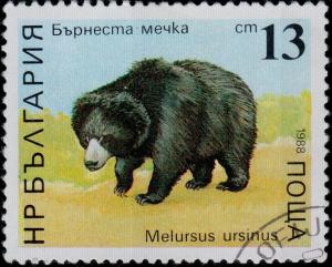 Colnect-1158-904-Sloth-Bear-Melursus-ursinus.jpg