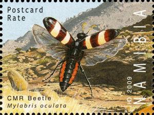 Colnect-3063-989-CMR-Bean-Beetle-Mylabris-oculata-.jpg