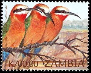 Colnect-3507-691-White-fronted-Bee-eater-Merops-bullockoides.jpg