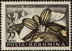 Colnect-4417-915-Colorado-Potato-Beetle-Leptinotarsa-decemlineata.jpg