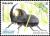 Colnect-4117-104-Rhinoceros-Beetle-Diloboderus-abderus-.jpg