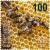 Colnect-6171-847-Bees---Honeycomb.jpg