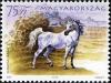 Colnect-497-452-Shagya-Arabian-Equus-ferus-caballus.jpg