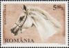 Colnect-6031-480-Shagya-Arabian-Equus-ferus-caballus.jpg
