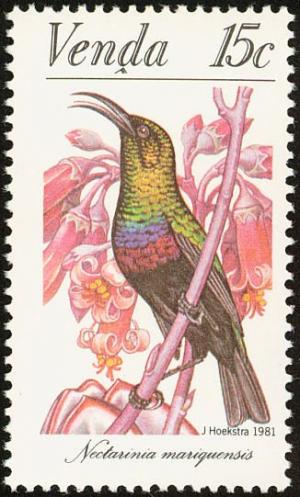 Colnect-751-626-Marico-Sunbird-Cinnyris-mariquensis.jpg