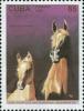 Colnect-5517-363-Light-Brown-Arabian-Horse-Equus-ferus-caballus.jpg