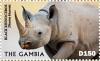 Colnect-5588-615-Black-Rhinoceros.jpg