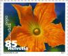 Colnect-936-914-Vegetable-Blossoms--ndash--Zucchin.jpg