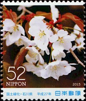 Colnect-5550-574-Wild-Cherry-Blossoms-Cerasus-jamasakura.jpg