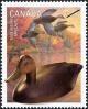 Colnect-572-485-American-Black-Duck-Anas-rubripes.jpg