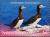 Colnect-6359-413-Brown-Booby-Sula-leucogaster.jpg