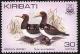 Colnect-1095-814-Brown-Booby-Sula-leucogaster.jpg