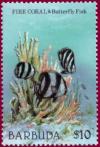 Colnect-1302-419-Fire-Coral-Banded-Butterfly-Fish-Chaetodon-striatus.jpg