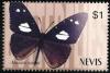 Colnect-2464-126-Milkweed-Butterfly-Amauris-vashti.jpg