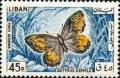 Colnect-1378-322-Grayling-Butterfly-Satyrus-semele.jpg