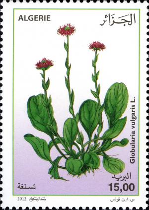 Colnect-1699-054-Globularia-vulgaris-L.jpg