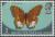 Colnect-3960-307-Cruiser-Butterfly-Vindula-sapor.jpg