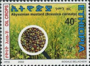 Colnect-3343-946-Abyssinian-mustard.jpg
