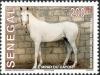 Colnect-1618-829-Le-Mpar-du-Cayor-Equus-ferus-caballus.jpg