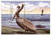 Colnect-1748-213-Brown-pelican-Pelecanus-occidentalis.jpg