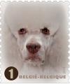Colnect-1958-029-Poodle-Canis-lupus-familiaris.jpg