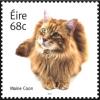 Colnect-2461-487-Maine-Coon-Cat-Felis-silvestris-catus.jpg