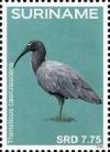 Colnect-4204-535-Theristicus-caerulescens-Plumbeous-Ibis.jpg