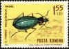 Colnect-4318-482-Ground-Beetle-Carabus-fabricii-malachiticus.jpg