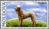 Colnect-434-266-Poodle-Canis-lupus-familiaris.jpg