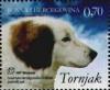 Colnect-537-119-Tornjak-Canis-lupus-familiaris.jpg