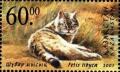 Colnect-2567-271-African-Wildcat-Felis-silvestris-lybica.jpg