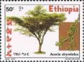 Colnect-3343-941-Acacia-abyssinica.jpg
