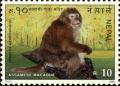 Colnect-4969-273-Assam-Macaque-Macaca-assamensis.jpg
