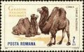 Colnect-5042-228-Bactrian-Camel-Camelus-bactrianus.jpg