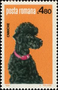 Colnect-4266-443-Poodle-Canis-lupus-familiaris.jpg