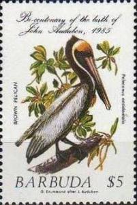 Colnect-2056-919-Brown-Pelican-Pelecanus-occidentalis.jpg