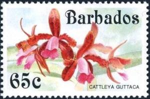 Colnect-5400-485-Cattleya-guttata.jpg