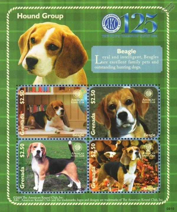 Colnect-3278-350-Beagle-Canis-lupus-familiaris.jpg